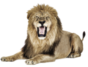 Lion PNG-23275